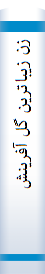 زن‌ زیبا‌ترین‌ گل‌ آفرینش‌