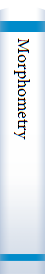 Morphometry