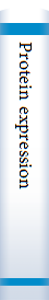 Protein expression 