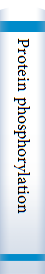 Protein phosphorylation 