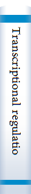 Transcriptional regulation in eukaryotes 