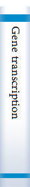 Gene transcription 