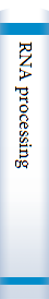 RNA processing 