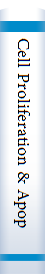 Cell Proliferation & Apoptosis
