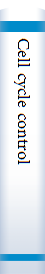 Cell cycle control