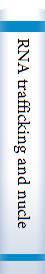 RNA trafficking and nuclear structure dynamics