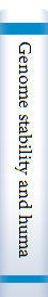 Genome stability and human diseases