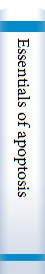 Essentials of apoptosis 