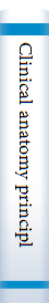 Clinical anatomy principles