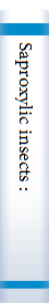 Saproxylic insects :