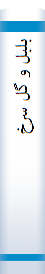 ‎بلبل و گل سرخ‎